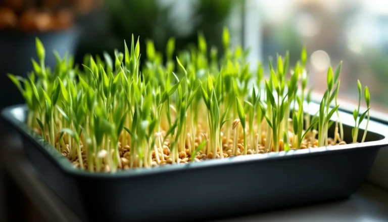 Tray of fresh green cat grass wheat and oat sprouts growing on an indoor windowsill for an indoor cat