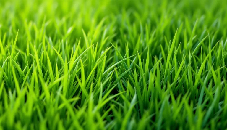 Close comparison of coarse light-green annual ryegrass beside fine dark-green perennial ryegrass turf blades